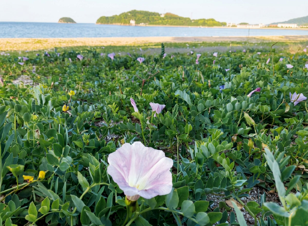 ハマヒルガオの会